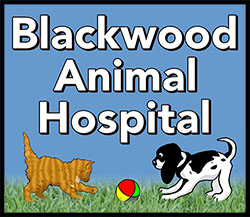 blackwood animal hospital